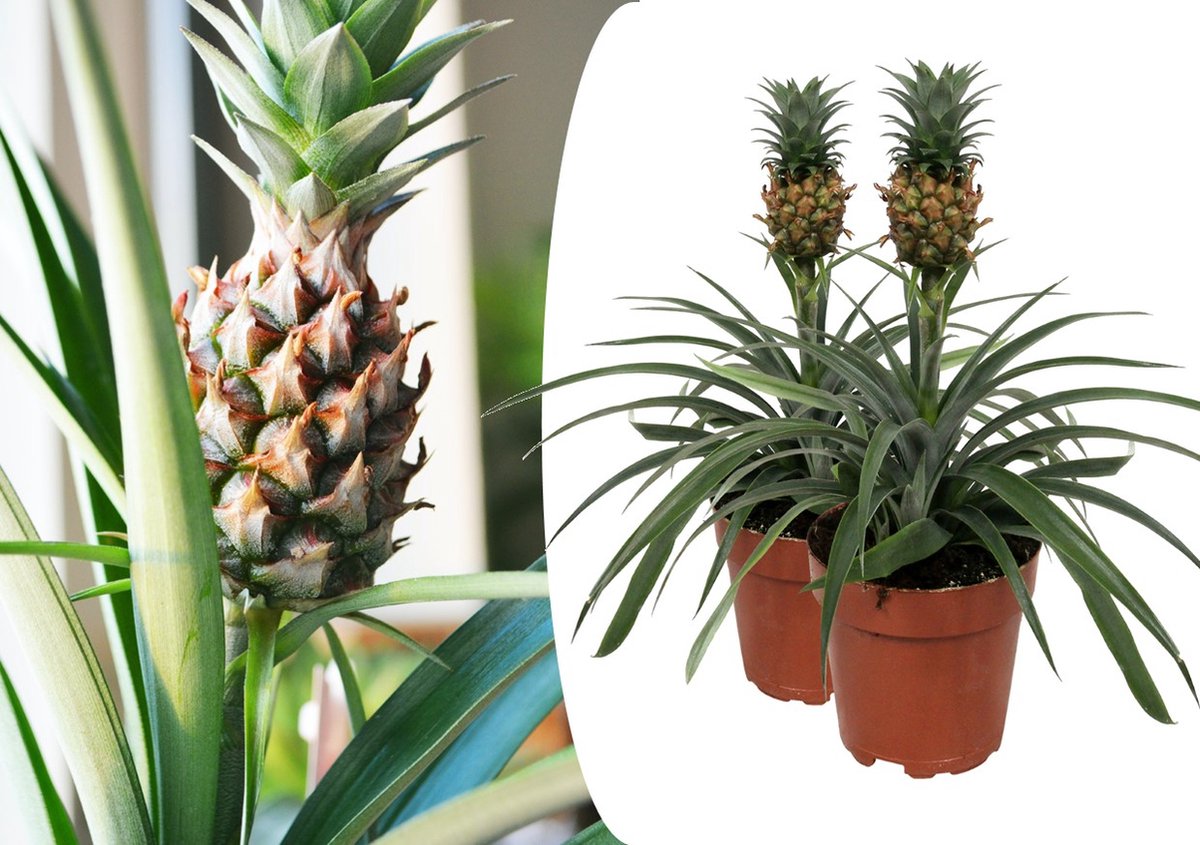 Plant in a Box - Set van 2 Ananasplant Mi Amigo- Kamerplant - Pot 12cm - Hoogte 35-45cm