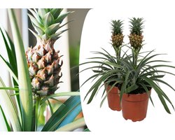 Plant in a Box - Set van 2 Ananasplant Mi Amigo- Kamerplant - Pot 12cm - Hoogte 35-45cm