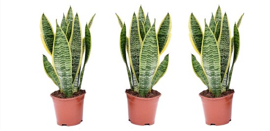 Verzorging Sansevieria/Vrouwentong | Plantada | Lees meer!