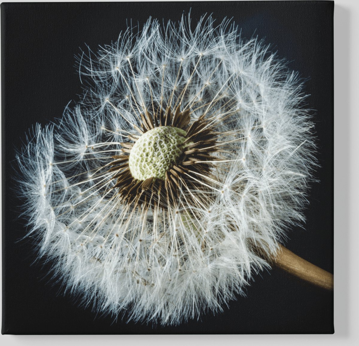 Trendex Global Vierkant Canvas Schilderij - Paardenbloem - Zwart - Grijs - 60x60x2 cm
