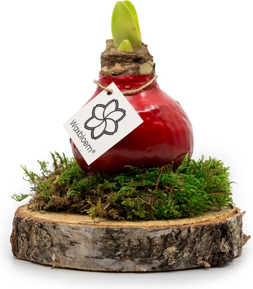 Waxbloem® | Wax Amaryllis | Rood | Op houten schijf met mos