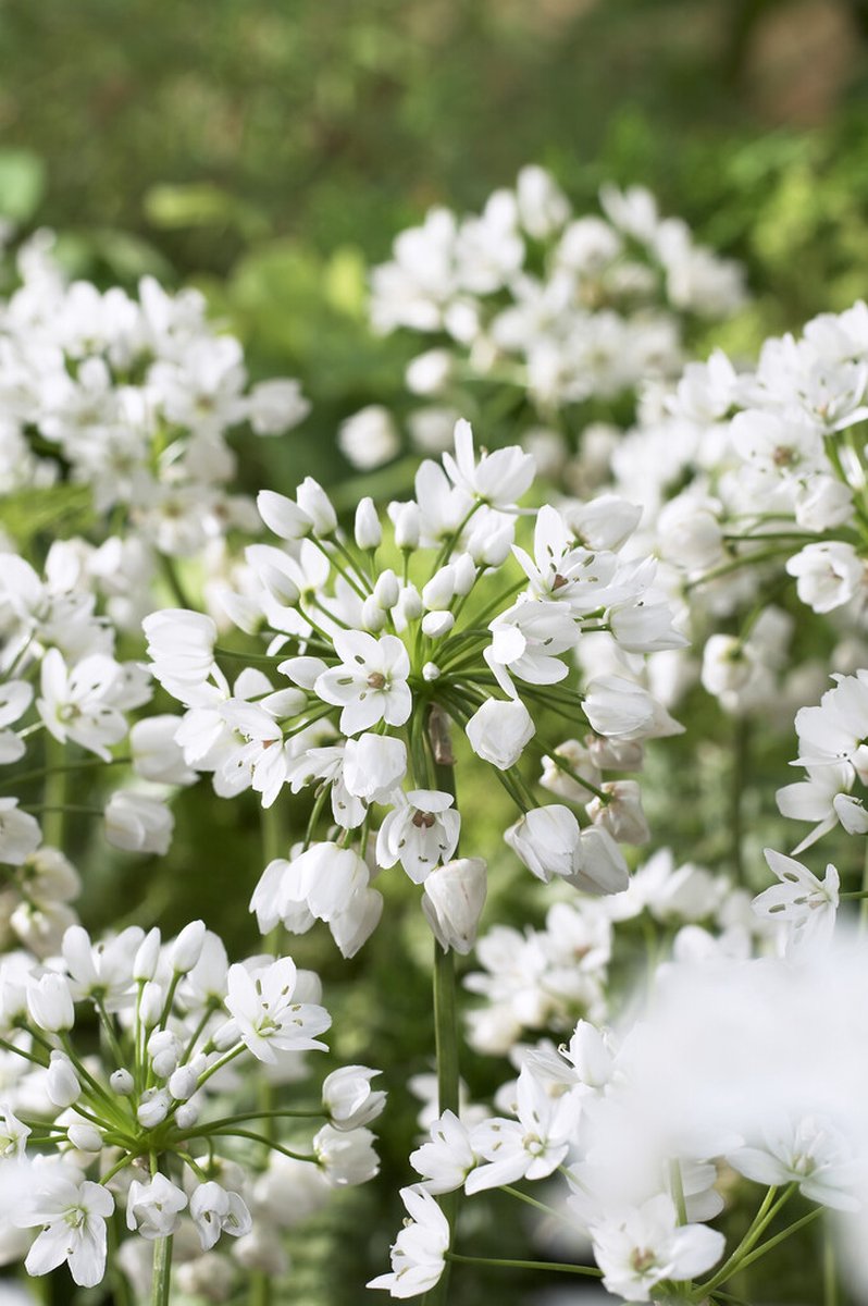 Allium Neapolitanum | 25 stuks | Sierui | Alliumbol