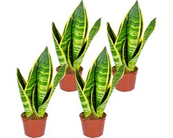 Bloomique - Sansevieria Superba - Vrouwentong - Kamerplanten - Luchtzuiverend - Zeer Gemakkelijk te Verzorgen - Hoogte 10-20 cm - Pot 9 cm
