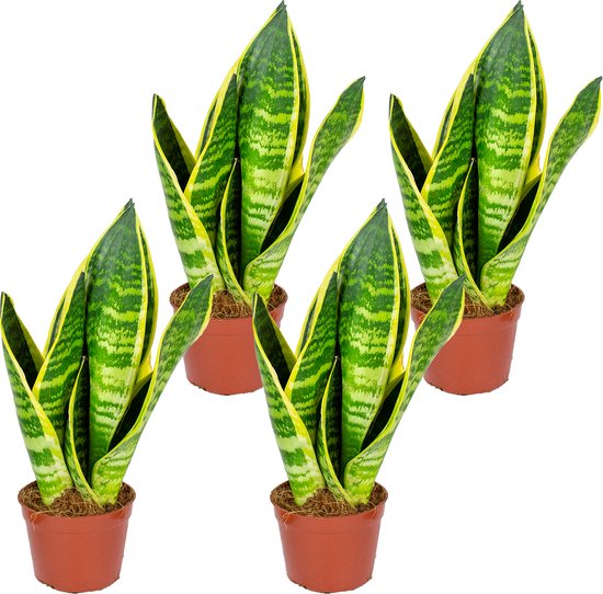 Bloomique - Sansevieria Superba - Vrouwentong - Kamerplanten - Luchtzuiverend - Zeer Gemakkelijk te Verzorgen - Hoogte 10-20 cm - Pot 9 cm