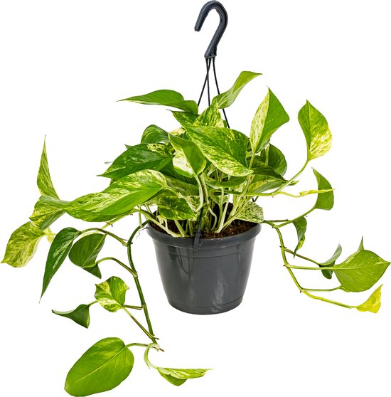 Foto: Scindapsus marble queen drakenklimop kamerplant hangplant voor binnen 17 cm 35 45 cm