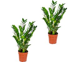 Bloomique - Set van 2 - Zamioculcas Zamiifolia - Kamerpalm - ZZ Plant - Kamerplanten - Luchtzuiverend - Zeer Gemakkelijk in onderhoud - Hoogte 50-60 cm - Pot 17 cm