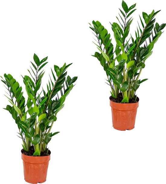 Foto: Emerald palm per 2 stuks zamioculcas kamerplant in pot 17 cm hoogte 60 cm