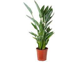 Bloomique - Strelitzia Reginae - Paradijsvogelplant - Paradijsvogelbloem - Kamerplanten - Luchtzuiverend - Gemakkelijk te Verzorgen - Hoogte 80-100 cm - Pot 24 cm
