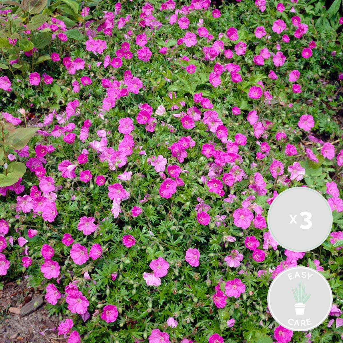 Bloomique - Set van 3 - Geranium Sanguineum - Bloedooievaarsbek - Winterhard - Hoogte 10-20 cm - Pot 9x9 cm
