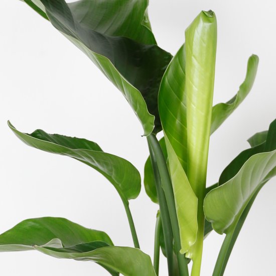 Strelitzia Nicolai 120cm kunstplant - Flowers by F R I T S - Witte Paradijsvogelplant Strelitzia Nicolai 120cm kunstplant - Flowers by F R I T S - Witte Paradijsvogelplant