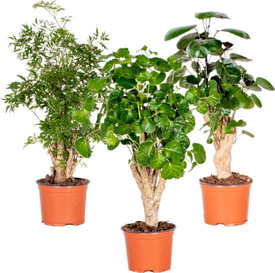 Foto: 3x polyscias mix aralia fabian ming green lemon kamerplant bijzonder 12 cm 30 40 cm