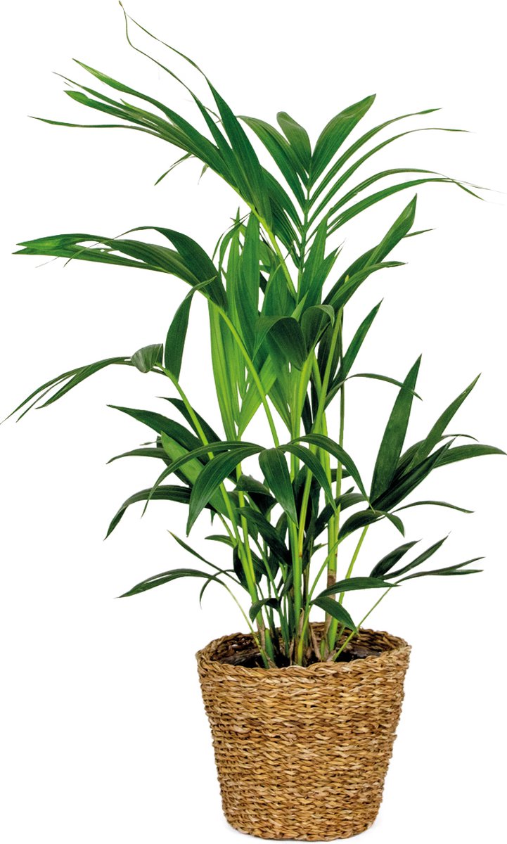 Bol.com Bloomique - Howea Forsteriana - Kentia Palm - Kamerplanten - Luchtzuiverend - Diervriendelijk - Hoogte 80-100 cm - Rotan... aanbieding