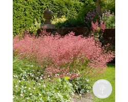Bloomique - Heuchera Sanguinea Splendens - Purperklokje - Tuinplanten - Winterhard - Diervriendelijk - Hoogte 10-20 cm - Pot 9x9 cm