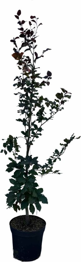 Rode beuk 125-150 cm (in pot) – Fagus syl. ‘Atropunicea’ – Ø26 cm