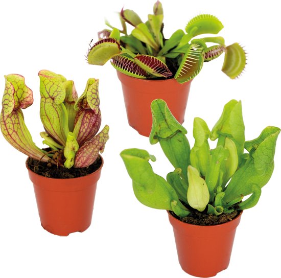 Bloomique - Set van 3 - Vleesetende planten mix - Vleesetende plant - Set van 3 - Kamerplant - Onderhoudsvriendelijke plant voor binnen - 05-10 cm - Pot 6 cm - Hoogte 5-10 cm