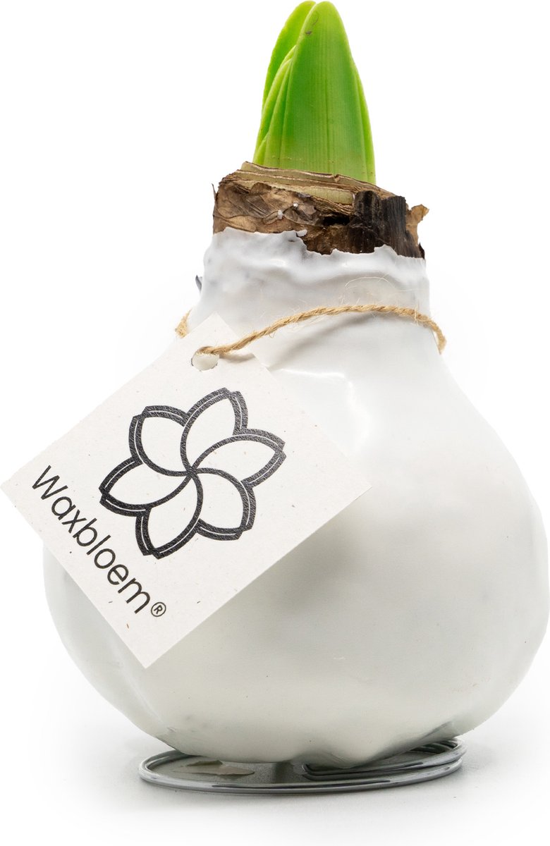 Waxbloem® | Wax Amaryllis | Wit