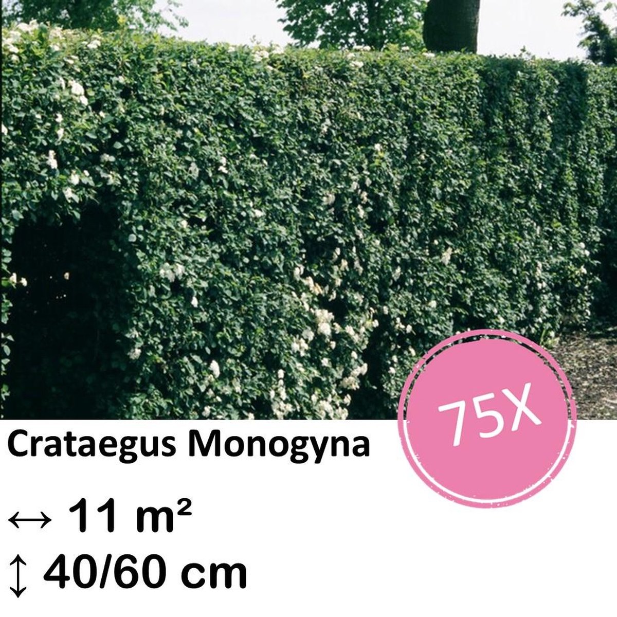 Green Harmony| Crataegus Monogyna - Kale wortel