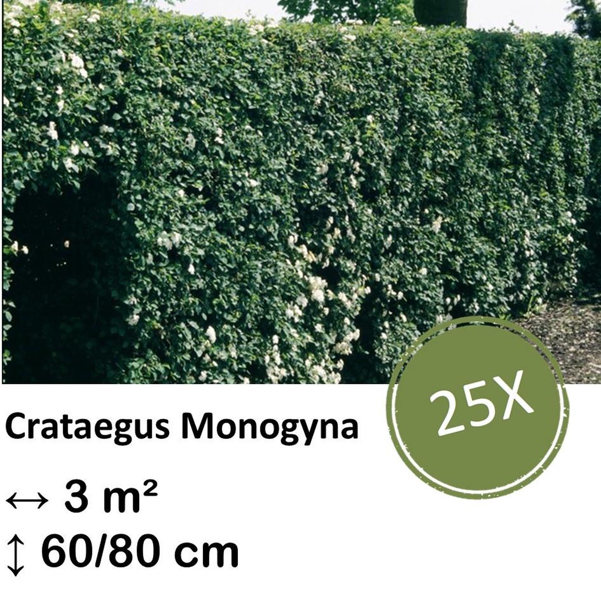 Green Harmony| Crataegus Monogyna - Kale wortel