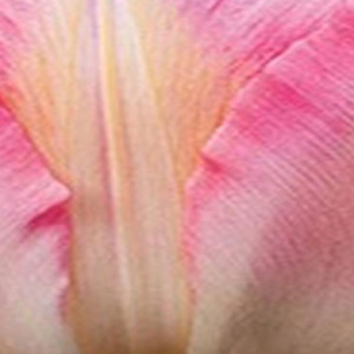 JUB - Tulipa Finola