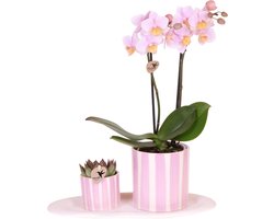 Green Harmony| Gift set Mediterranean Sunset small | Groene plant met roze Phalaenopsis orchidee Andorra in Painted Stripe sierpotten op wit organisch dienblad