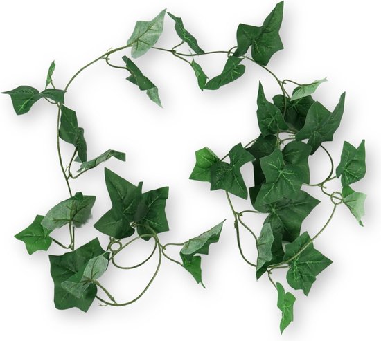 Hedera hibernica 180 cm Klimop schutting betongaas klimplant - Advertentie 192726