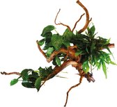 Aquafleur Spiderwood avec Plantes | Petite plante aquatique