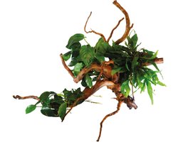 Aquafleur Spiderwood Met Planten Waterplant