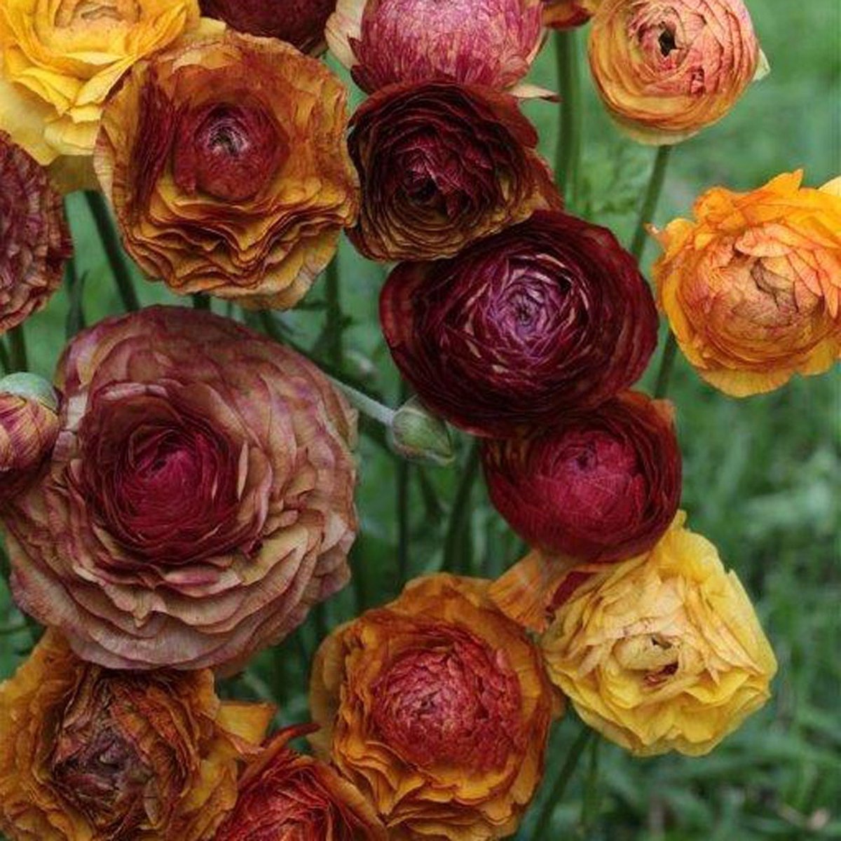 Ranunculus Picotee Café | 10 stuks | Ranonkels