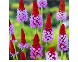 Moerings Primula vialii (orchideeënprimula) | Opvallende oeverplant voor Zone 1 | In 9 cm pot