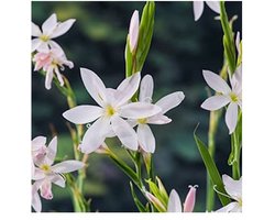 Moerings Schizostylis Coccinea Alba | Moerasgladiool | In 18CM Mand Kant en Klaar