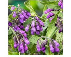 Moerings Symphytum Officinale | Smeerwortel | In 9CM pot