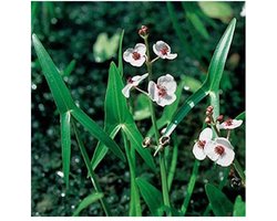 Moerings Sagittaria Sagittifolia | Pijlkruid | In 9CM pot
