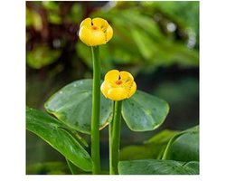 Moerings Nuphar Lutea | Gele plomp | In 3L Mand