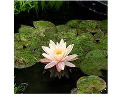 Moerings Nymphaea Mangkala Ubol | Waterlelie | In 11CM pot