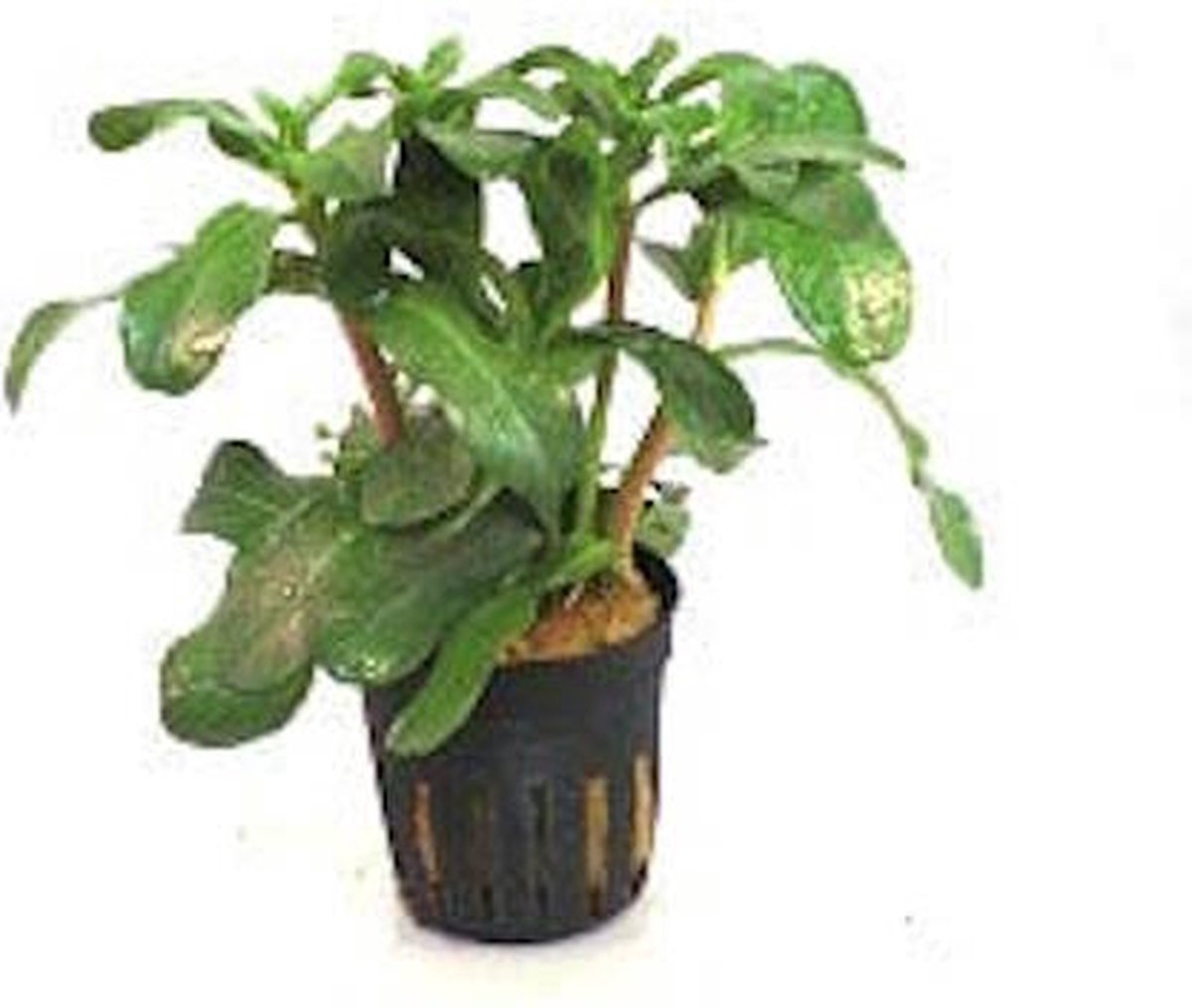 Moerings Ammania Senegalensis | Kleine Cognacplant | in 5 cm pot