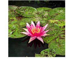 Moerings Nymphaea Red Spider | Waterlelie | In 11CM pot - Rood