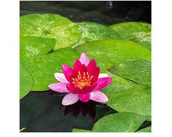 Moerings Nymphaea Pygmea Rubra | Waterlelie | In 11CM pot