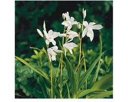 Moerings Bletilla Striata Alba | Japanse Orchidee | In 9CM pot