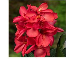 Moerings Canna Isabel | Bloemriet | In 18CM Mand Kant en Klaar