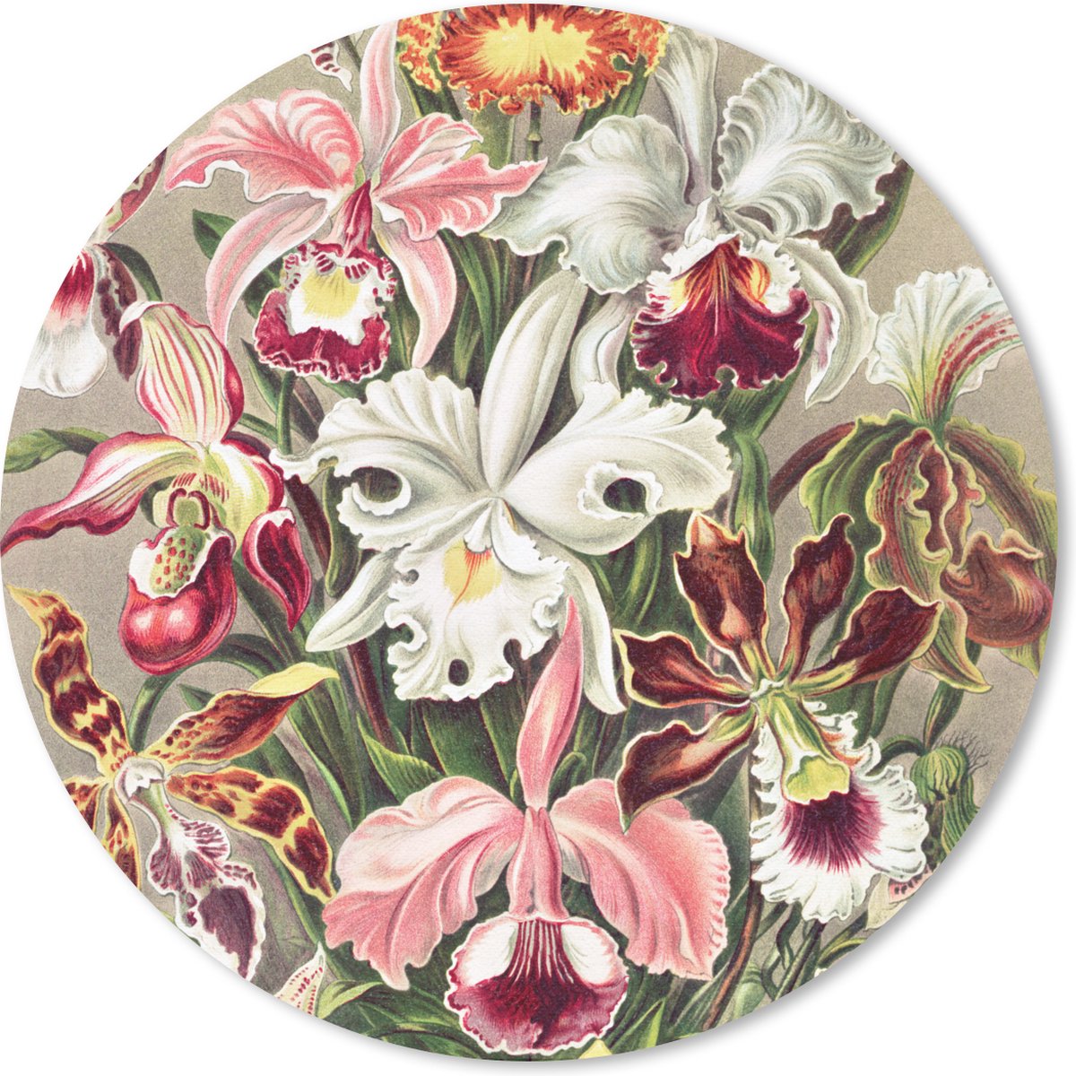 Muismat rond 50x50 cm - Mousepad Bloemen - Ernst Haeckel - Vintage - Orchidee - Ronde muismatten