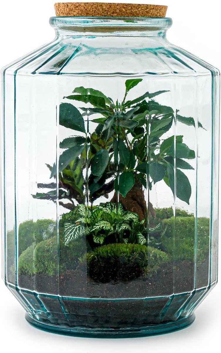 Green Harmony | DIY terrarium - Botanical garden XL -  35 cm