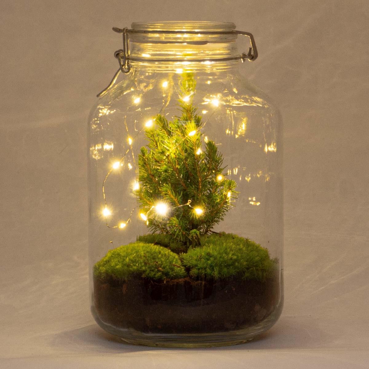 Green Harmony | DIY terrarium - Fat Joe Coffea -  30 cm