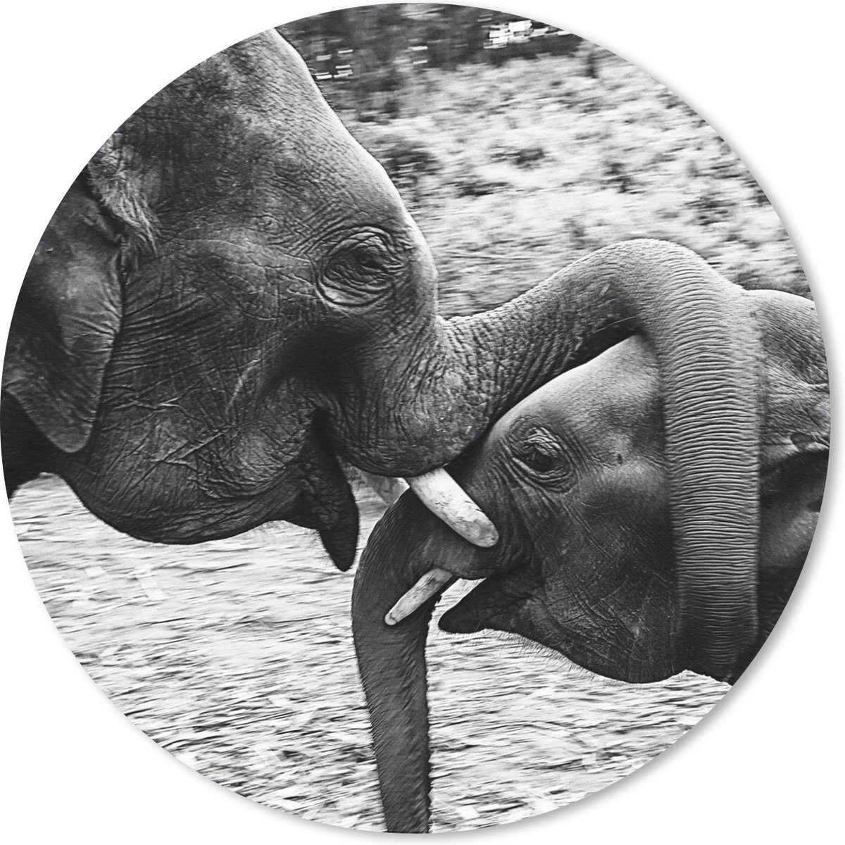 Muismat rond 40x40 cm - Mousepad Olifant - Dieren - Natuur - Zwart wit - Ronde muismatten