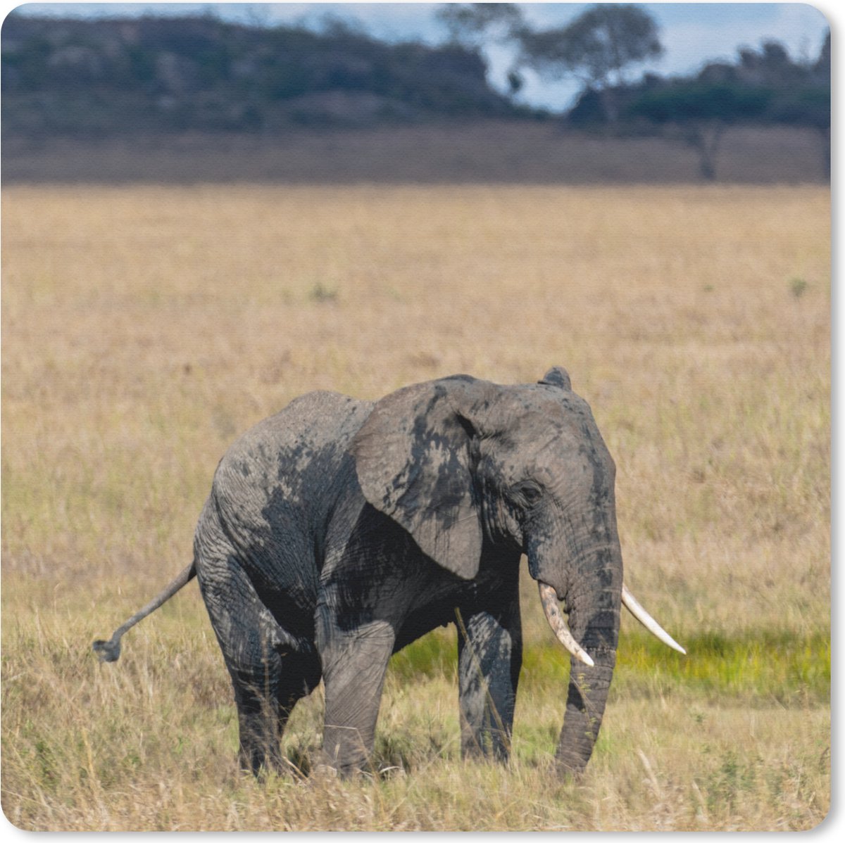 Muismat 20x20 cm - Mousepad Olifant - Gras - Dieren - Natuur - Muismatten