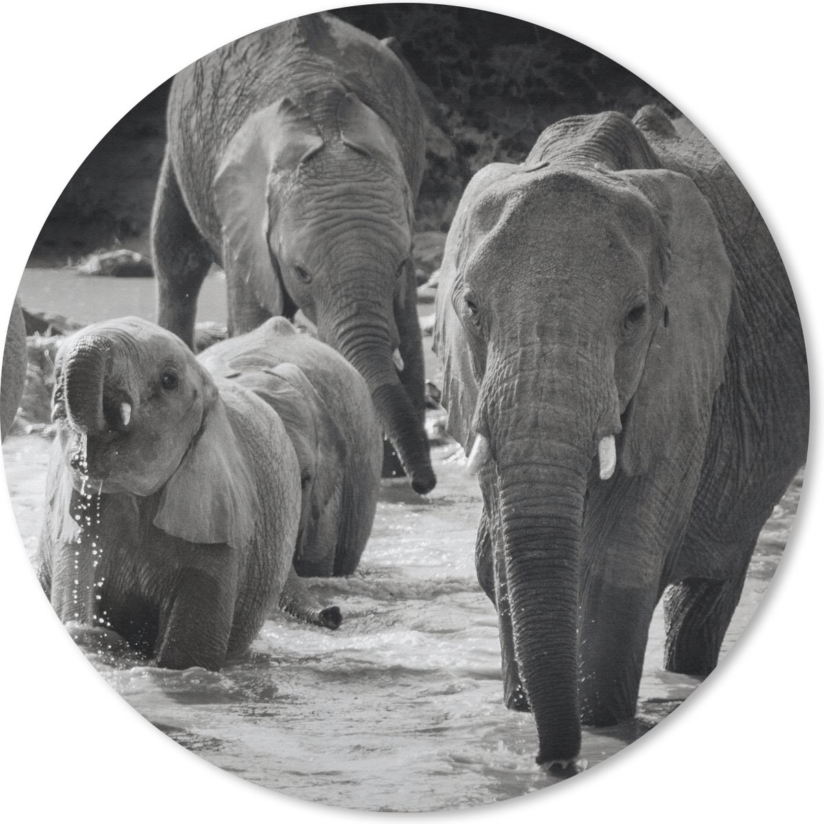 Muismat rond 40x40 cm - Mousepad Olifant - Dieren - Water - Zwart wit - Ronde muismatten