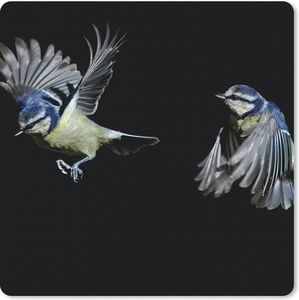 Muismat 30x30 cm - Mousepad Vogel - Veren - Portret - Muismatten