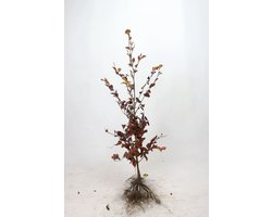 Groene beuk 125-150 cm (met blote wortel) - 10stuks - inheemse plant - meest gekozen haagplant heel het jaar blikdicht