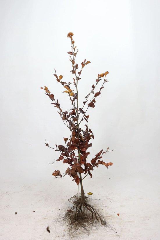 Groene beuk 125-150 cm (met blote wortel) – 10 stuks – voor ongeveer 2 meter groene beuk 125-150 aan te kunnen planten