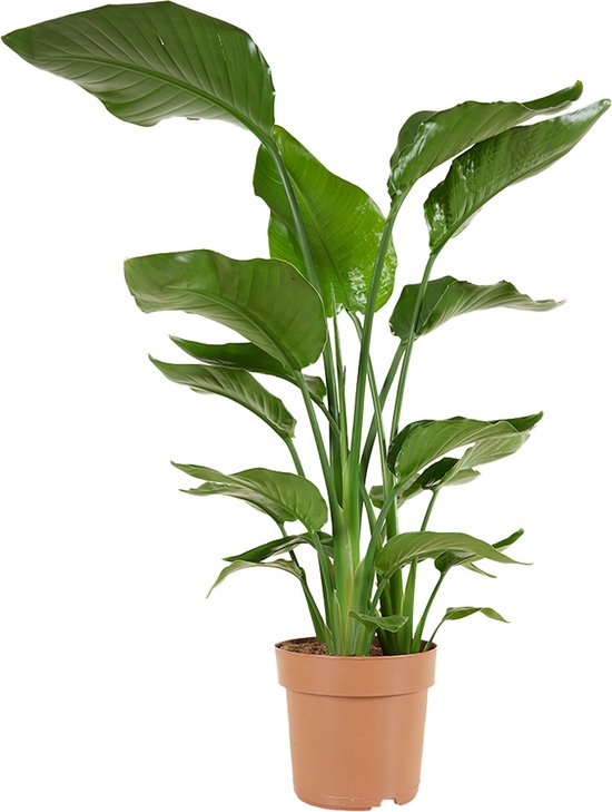 Bloomique - Strelitzia Nicolai - Paradijsvogelplant - Paradijsvogelbloem - Kamerplanten - Luchtzuiverend - Gemakkelijk in onderhoud - Hoogte 70-80 cm - 17 cm Pot