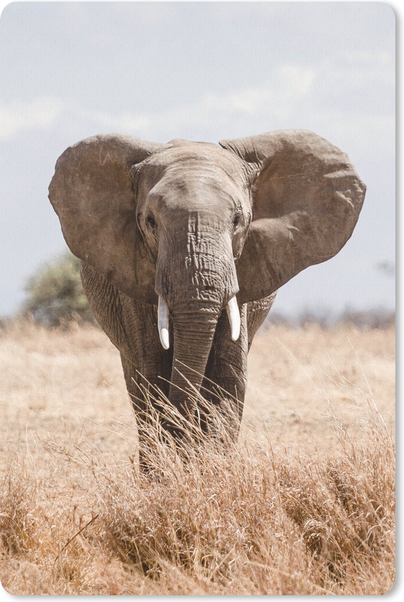 Muismat 18x27 cm - Mousepad Olifant - Natuur - Dieren - Portret - Muismatten